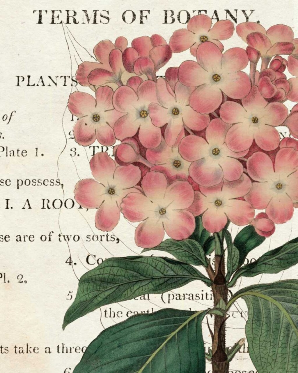 Bicolor Phlox Botany Poster Print by Sue Schlabach - Item # VARPDX16205